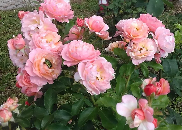 Appartement Pri Vrtnici *